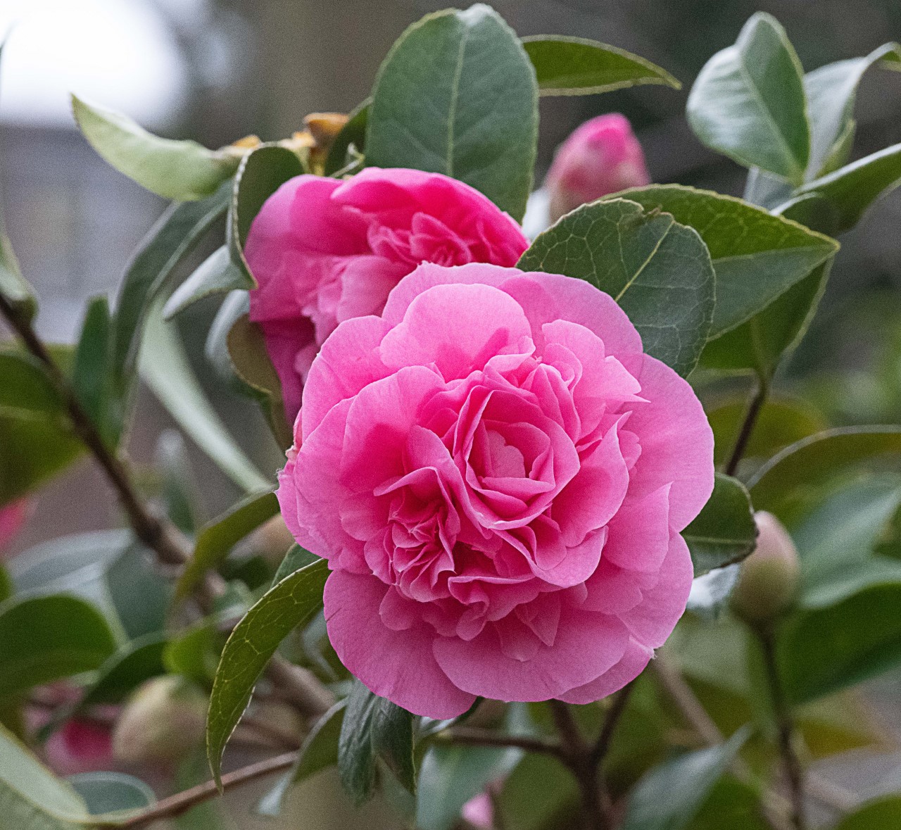 C. x williamsii 'Debbie' AGM